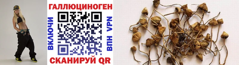 Псилоцибиновые грибы GOLDEN TEACHER  кракен рабочий сайт  Тайшет 