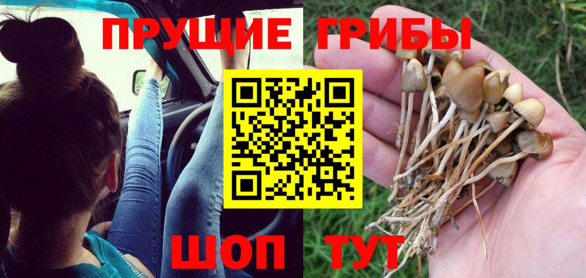 Псилоцибиновые грибы Cubensis Тайшет